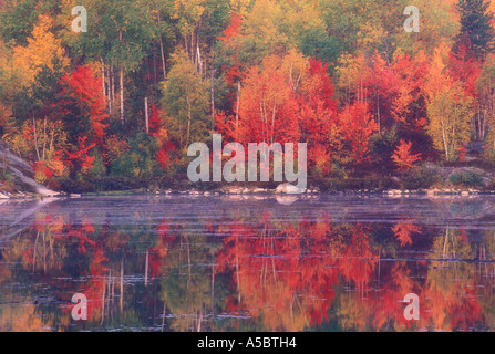 Collina di acero rosso e bianco betulla riflessa nella calma beaver pond maggiore Sudbury, Ontario Foto Stock
