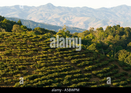 I campi di tè Xiding Xishuangbanna Cina Foto Stock