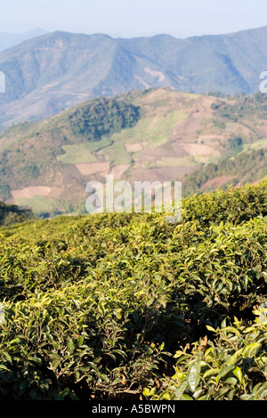 I campi di tè Xiding Xishuangbanna Cina Foto Stock