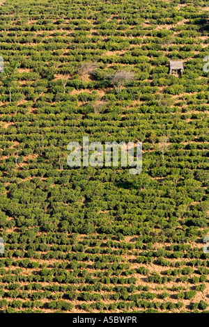 I campi di tè Xiding Xishuangbanna Cina Foto Stock