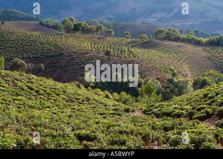 I campi di tè Xiding Xishuangbanna Cina Foto Stock