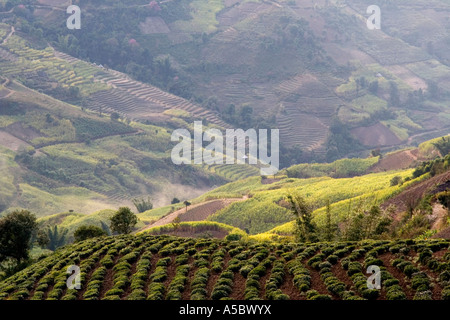 I campi di tè Xiding Xishuangbanna Cina Foto Stock