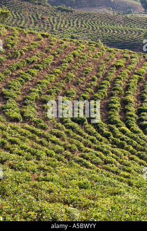 I campi di tè Xiding Xishuangbanna Cina Foto Stock