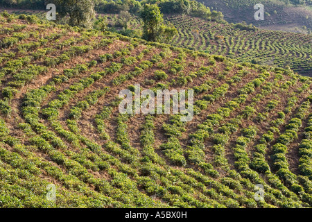 I campi di tè Xiding Xishuangbanna Cina Foto Stock