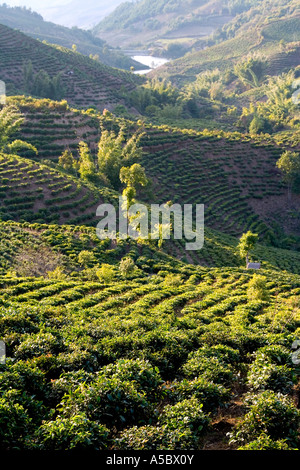 I campi di tè Xiding Xishuangbanna Cina Foto Stock