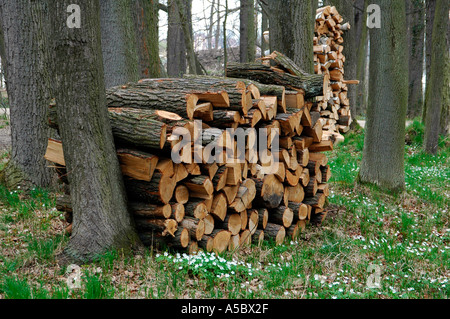 Pila di log tagliati Repubblica Ceca Foto Stock