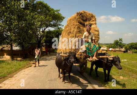 L'agricoltore che trasportano la paglia sul carro trainato da una mucca Foto Stock