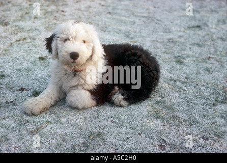 Old English Sheepdog cucciolo, circa 12 settimane di età, giacente su pesantemente erba smerigliato Foto Stock