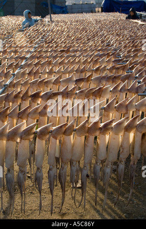 Donne appeso seppie sui graticci di Sokcho Corea del Sud Foto Stock