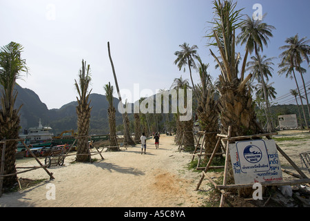 Devastata da tsunami pianeggiante area di Phi Phi Island a Ao Ton Sai beach ripiantati con palme Thailandia Foto Stock