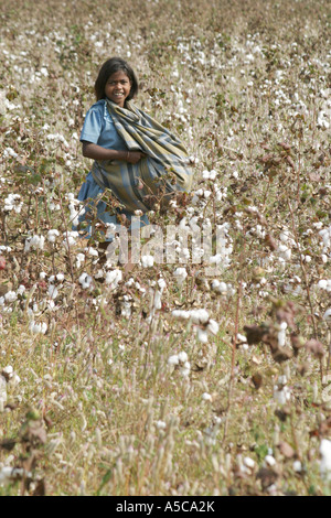 Ragazza giovane la raccolta del cotone in un campo nella regione di Orissa,l'India Foto Stock