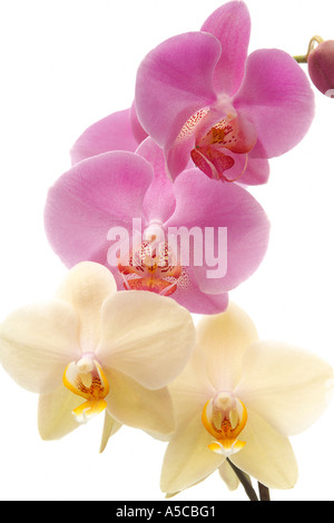 Orchidea (Phalaenopsis) contro uno sfondo bianco, close-up Foto Stock