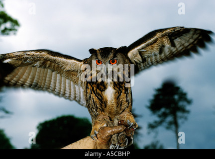 Gli uccelli rapaci appollaiato sulla mano del suo gestore, Foto Stock