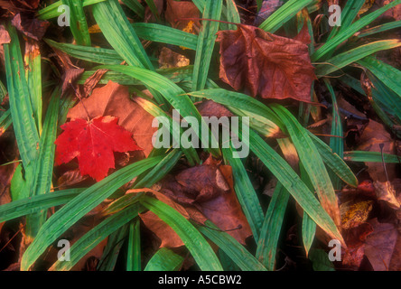 Piantaggine foglie-carici (Carex plantaginea) in autunno con caduti maple leaf, Great Smoky Mountains National Park, Tennessee, Stati Uniti d'America Foto Stock