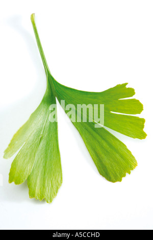 Foglie di Ginkgo, Ginkgo biloba Foto Stock