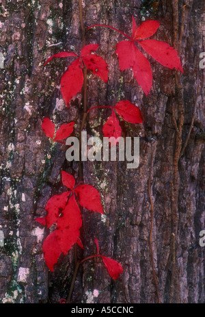 Virginia superriduttore (Parthenocissus quinquefolia) Vine, Colore di autunno Great Smoky Mountains National Park, Tennessee, Stati Uniti d'America Foto Stock