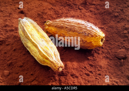 Chicchi di cacao e cioccolato in polvere, close-up Foto Stock