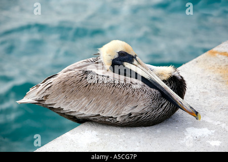 Pelican seduti sul dock Foto Stock