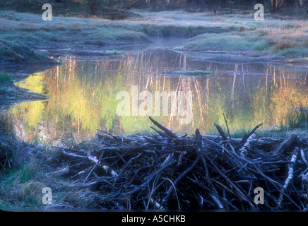 Beaver pond con riflessioni di nuovo fogliame sul soleggiato di betulle maggiore Sudbury, Ontario, Canada Foto Stock