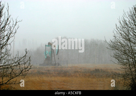 Nebbioso giorno nella patch di olio Foto Stock