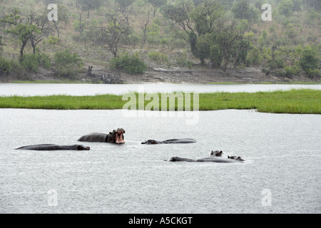 Hippo territoriale muggito in pioggia di concia, Chobe National Park, Botswana Foto Stock