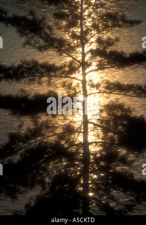 White pine (Pinus strobus) silhouette di pino contro il sole al tramonto sul lago George, Killarney Provincial Park, Ontario, Canada Foto Stock