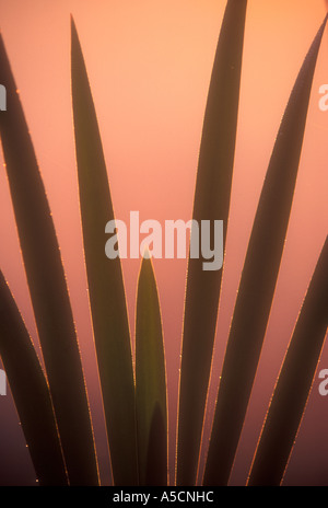 Tifa (Typha latifolia) coperto di rugiada fan di tifa foglie, maggiore Sudbury, Ontario, Canada Foto Stock