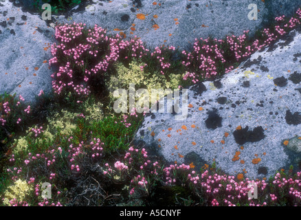 Bog rosemary (Andromeda polyfolia) in battuta e comunità interstiziale, Churchill, Manitoba, Canada Foto Stock