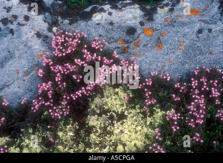 Bog rosemary (Andromeda polyfolia) in battuta e comunità interstiziale, Churchill, Manitoba, Canada Foto Stock