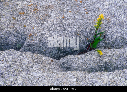 Mare oro (Solidago sempivirens) Dwarf oro nel crack del rock vicino Oceano Atlantico, Peggy's Cove, Nova Scotia, Canada Foto Stock