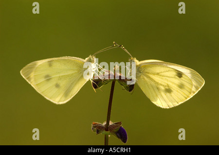 Due cavolo cappuccio bianco farfalle seduto sul fiore Foto Stock