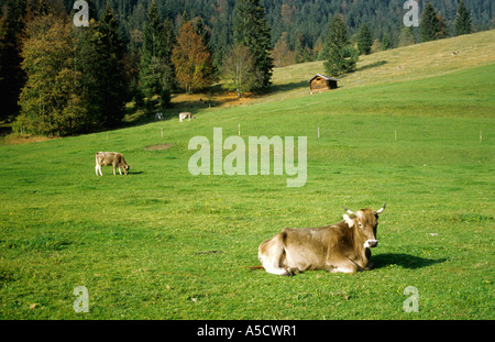 Bestiame all alimentazione, altipiani alpini Germania Foto Stock