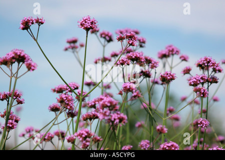 La verbena rosa fiori Foto Stock