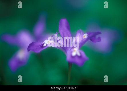 Crested nana (iris Iris cristata) livello terreno ritratto singolo bloom, Great Smoky Mountains National Park, Tennessee, Stati Uniti d'America Foto Stock
