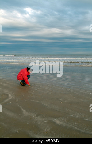 Man picking up gusci su una spiaggia sulla penisola di Bolivar Foto Stock