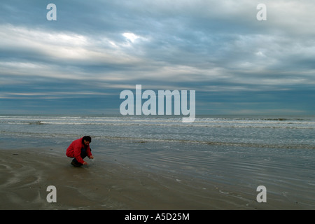 Man picking up gusci su una spiaggia sulla penisola di Bolivar Foto Stock
