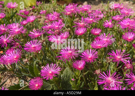 Hottentot Fig che cresce su una scogliera in Belle Ile en mer Foto Stock