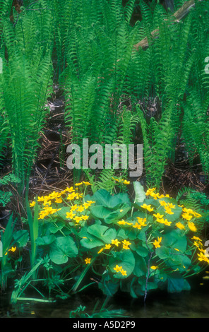 La cannella fern fronde emergenti e di palude Le calendule, Manitoulin Island, Ontario, Canada Foto Stock