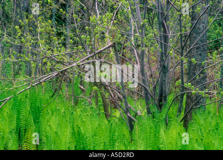 La cannella (felce Osmunda cinnamomea) emergenti fronde Manitoulin Island, Ontario, Canada Foto Stock