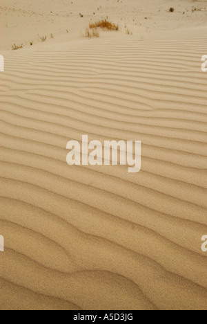 Monahans Sandhills dune in West Texas Foto Stock