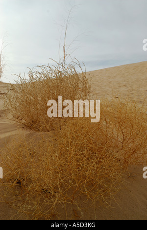 Tumbleweed piante in Monahans Sandhills dune in West Texas Foto Stock