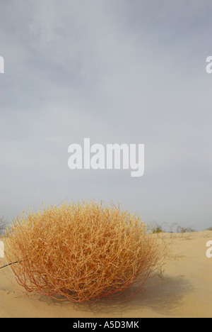 Tumbleweed piante in Monahans Sandhills dune in West Texas Foto Stock