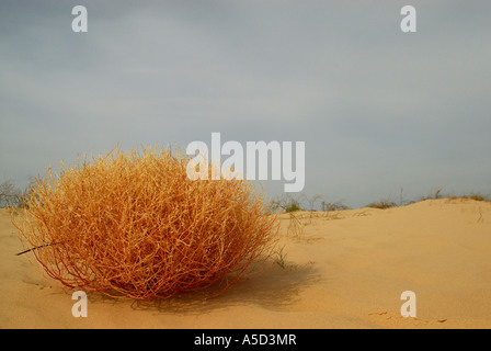 Tumbleweed piante in Monahans Sandhills dune in West Texas Foto Stock