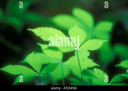 Virginia superriduttore (Parthenocissus quinquefolia) viticci con ventole di cinque foglie, Great Smoky Mountains National Park, Tennessee, Stati Uniti d'America Foto Stock