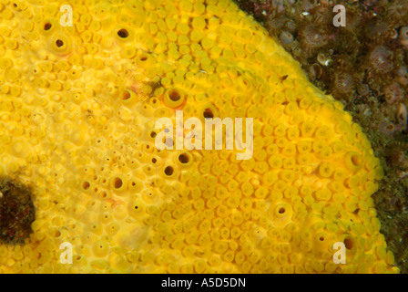 Giallo spugna di trivellazione in Bretagna Foto Stock