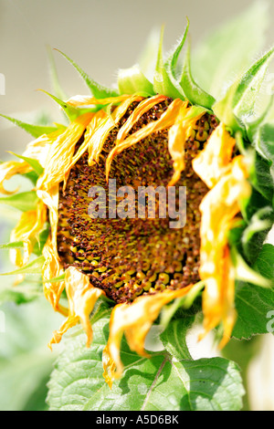 Sete di avvizzimento di girasole nella calura estiva Foto Stock