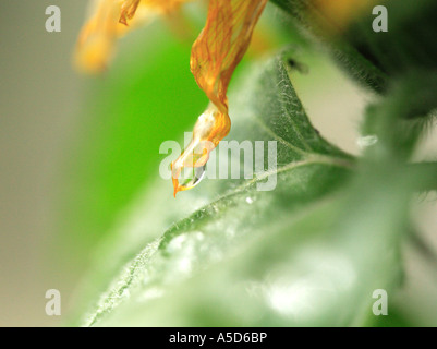 Raindrop attorno alla caduta di un arida petalo di girasole Foto Stock