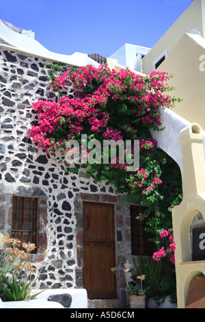 Bouganville che crescono su di un lato di una casa Santorini Foto Stock