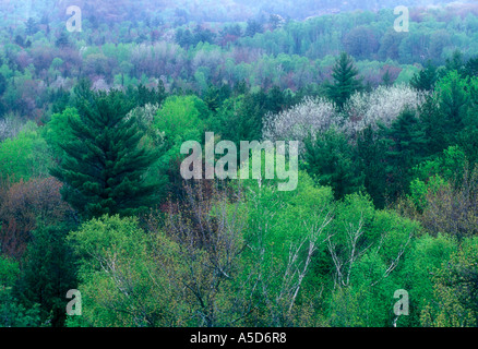 Pino bianco, acero e Aspen dalla cresta di granito in primavera, Killarney Provincial Park, Ontario, Canada Foto Stock