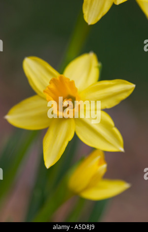 Close up macro shot di miniatura narcisi tete a tete dwarf narcisi o narcissus cyclamineus Foto Stock